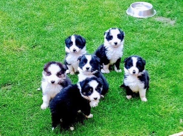 BORDER COLLIE PUPS 8 weeks old for sale in Kelloe, County Durham - Image 4