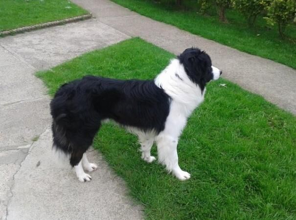 BORDER COLLIE PUPS 8 weeks old for sale in Kelloe, County Durham - Image 5