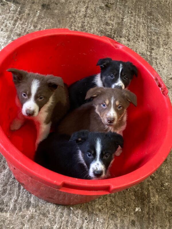 Border Collie Puppies For Sale Under £1,000