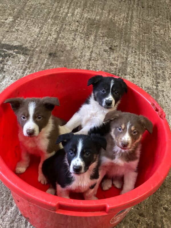 Border collie pups for sale *1 red/tan 2 black and white for sale in Buxton, Derbyshire - Image 2