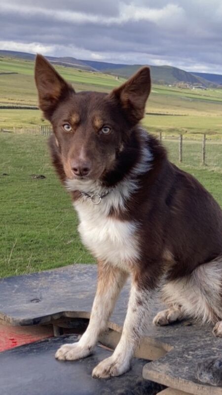 Border collie pups for sale *1 red/tan 2 black and white for sale in Buxton, Derbyshire - Image 3