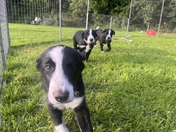 Border Collie pups for sale in Plymouth, Devon - Image 1