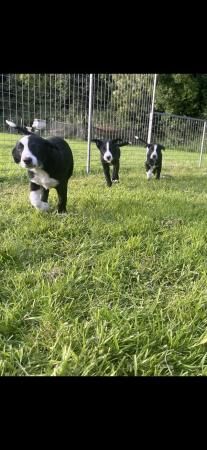 Border Collie pups for sale in Plymouth, Devon - Image 2