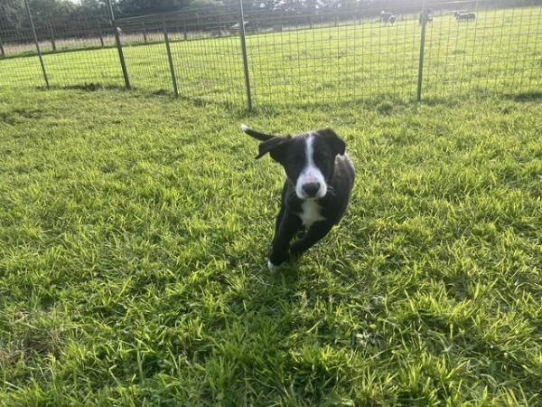 Border Collie pups for sale in Plymouth, Devon - Image 4