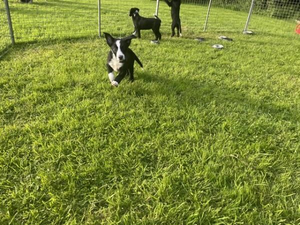 Border Collie pups for sale in Plymouth, Devon - Image 5