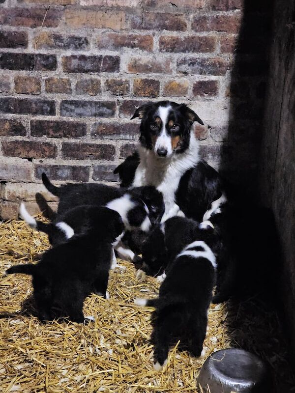 Border collie pups for sale in Angus