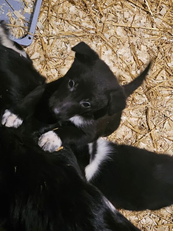 Border collie pups for sale in Angus - Image 2