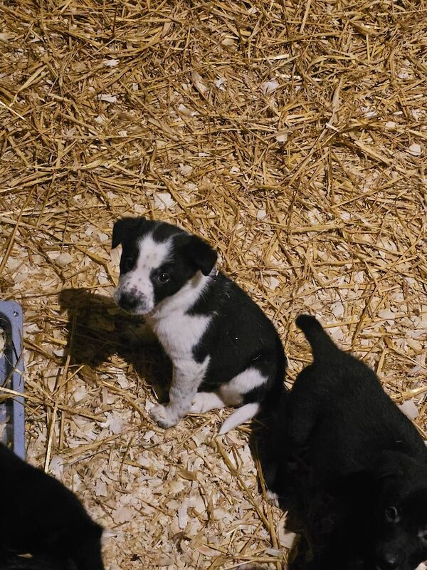 Border collie pups for sale in Angus - Image 3