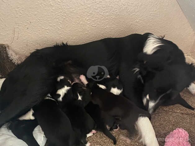 Border collie pups for sale in Bude, Cornwall