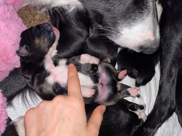 Border collie pups for sale in Bude, Cornwall - Image 2