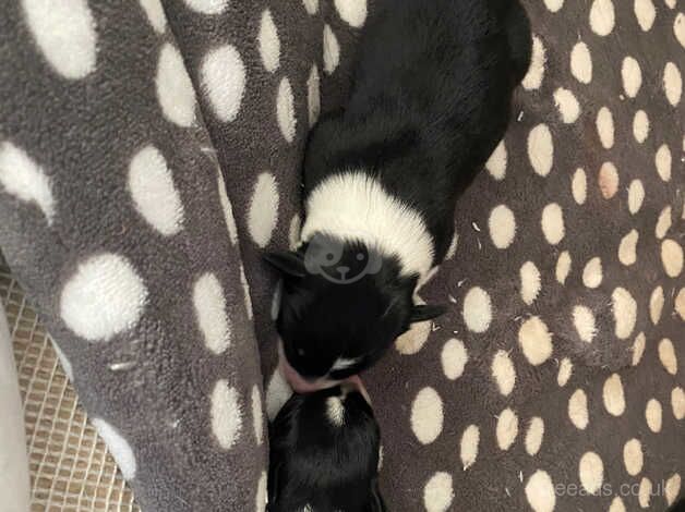 Border collie pups for sale in Bude, Cornwall - Image 3