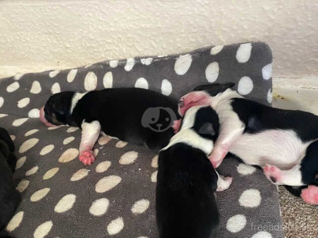 Border collie pups for sale in Bude, Cornwall - Image 4