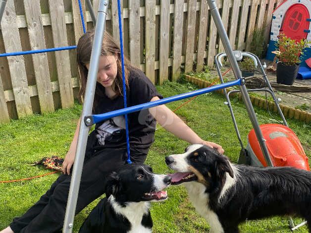 Border collie pups for sale in Bude, Cornwall - Image 5