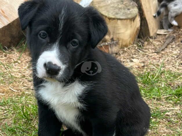 Border Collie pups for sale! for sale in Edinburgh, City of Edinburgh