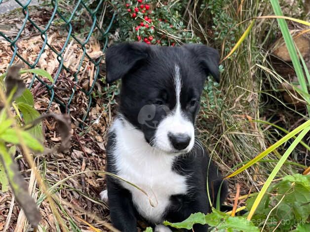 Border Collie pups for sale! for sale in Edinburgh, City of Edinburgh - Image 3