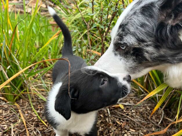 Border Collie pups for sale! for sale in Edinburgh, City of Edinburgh - Image 4