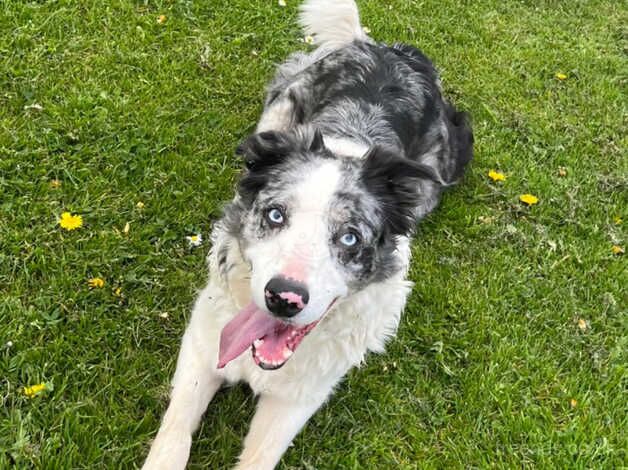 Border Collie pups for sale! for sale in Edinburgh, City of Edinburgh - Image 5