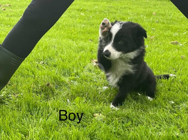 Border collie pups for sale in East Ayrshire