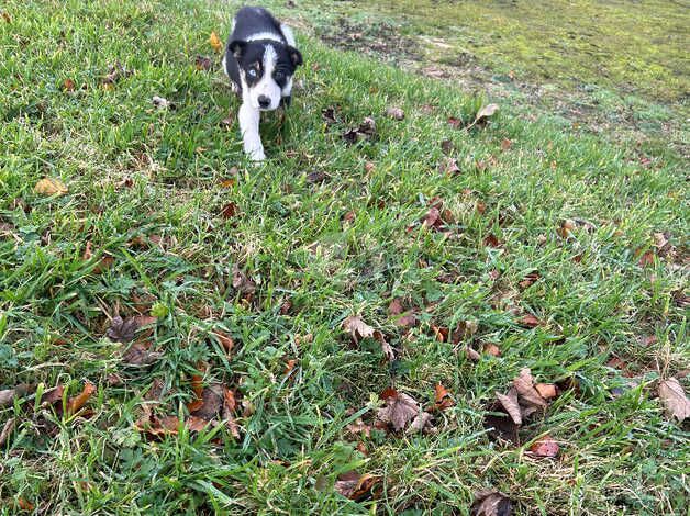 border collie pups for sale in Biggar, South Lanarkshire