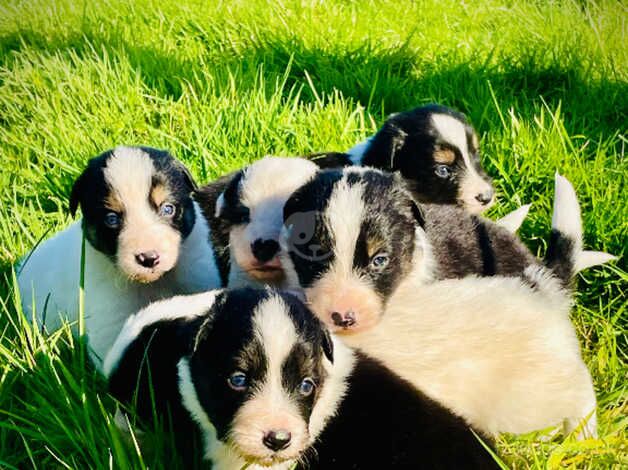 Border Collie pups for sale in Bridgend/Pen-y-Bont ar-ogwr, Bridgend