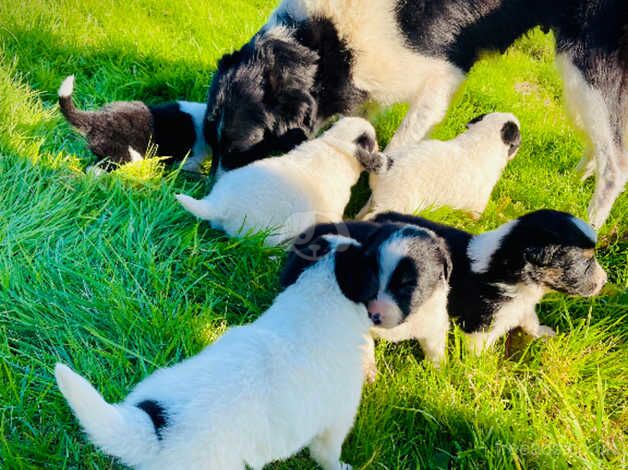 Border Collie pups for sale in Bridgend/Pen-y-Bont ar-ogwr, Bridgend - Image 2