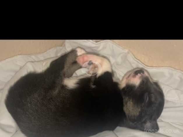 Border collie pups for sale in Bude, Cornwall