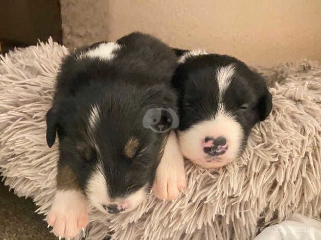 Border collie pups for sale in Bude, Cornwall