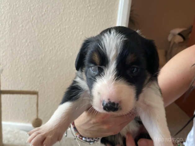 Border collie pups for sale in Bude, Cornwall - Image 2