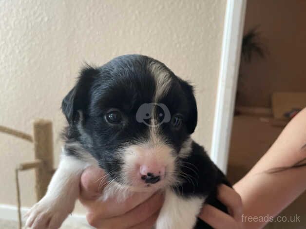 Border collie pups for sale in Bude, Cornwall - Image 3