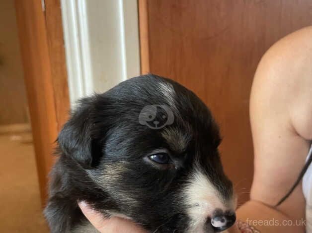 Border collie pups for sale in Bude, Cornwall - Image 4