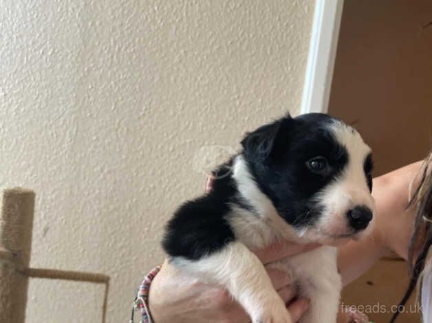 Border collie pups for sale in Bude, Cornwall - Image 5