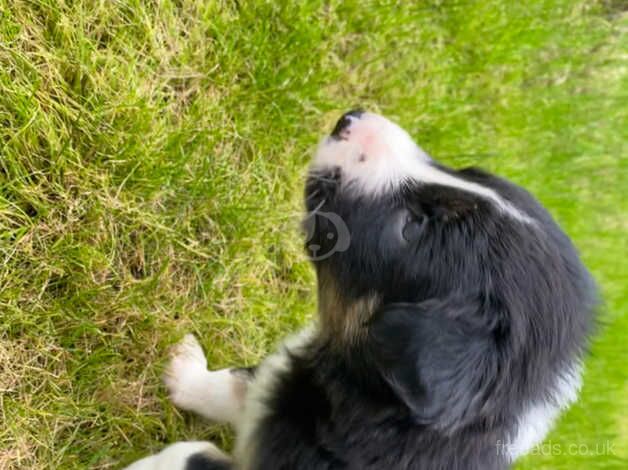 Border collie pups for sale in Bude, Cornwall