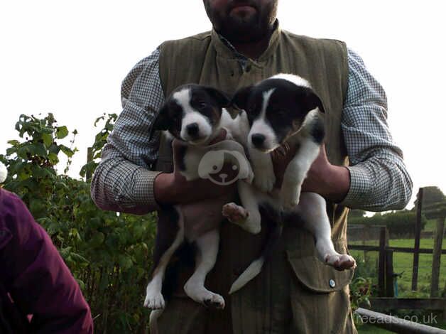 Border Collie pups for sale in Caerphilly, Caerphilly