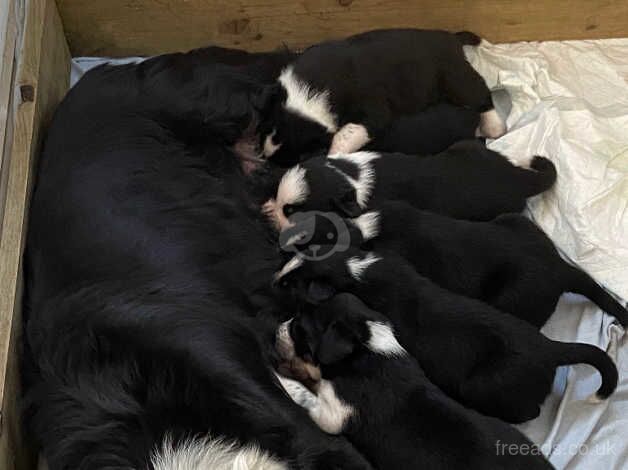 Border Collie Pups for sale in Barthol Chapel, Aberdeenshire