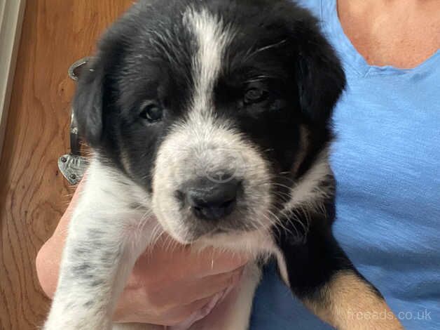 Border Collie Pups for sale in Barthol Chapel, Aberdeenshire - Image 2