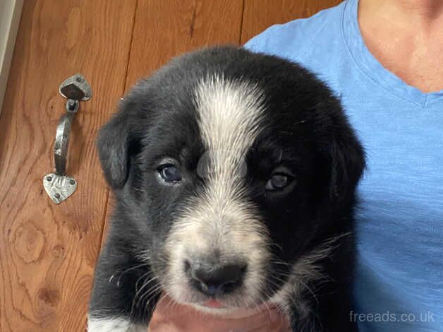 Border Collie Pups for sale in Barthol Chapel, Aberdeenshire - Image 3