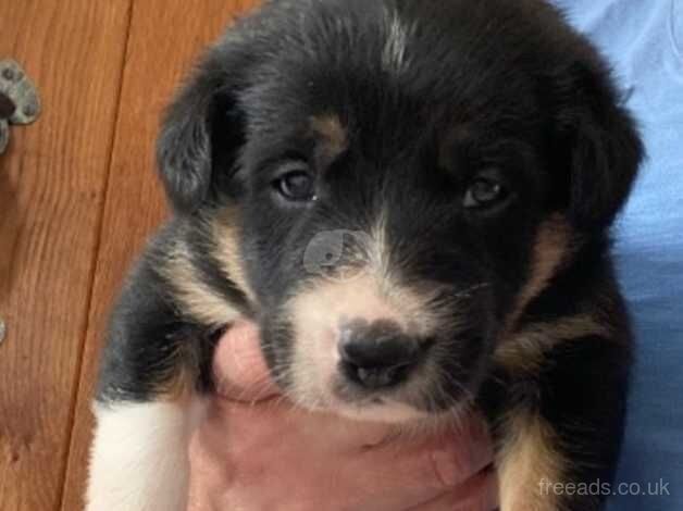 Border Collie Pups for sale in Barthol Chapel, Aberdeenshire - Image 4