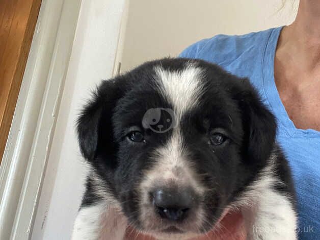 Border Collie Pups for sale in Barthol Chapel, Aberdeenshire - Image 5