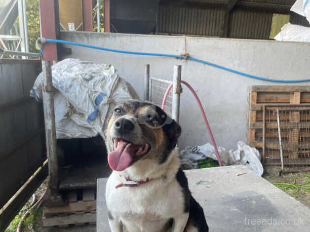 Border collie pups for sale in Denbigh/Dinbych, Denbighshire - Image 1