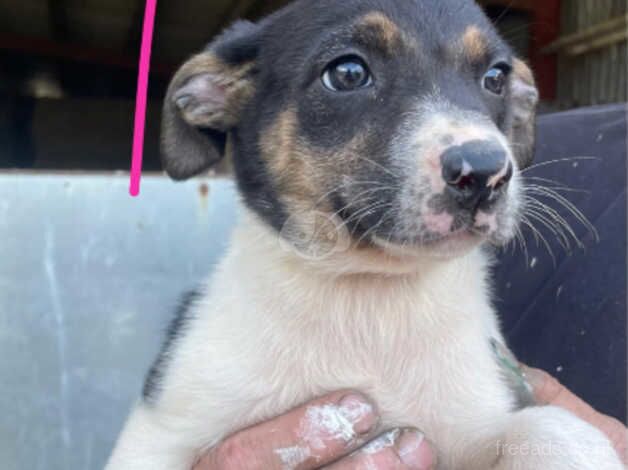 Border collie pups for sale in Denbigh/Dinbych, Denbighshire - Image 2