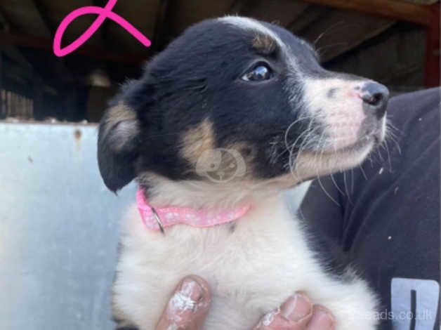 Border collie pups for sale in Denbigh/Dinbych, Denbighshire - Image 3