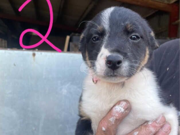 Border collie pups for sale in Denbigh/Dinbych, Denbighshire - Image 4