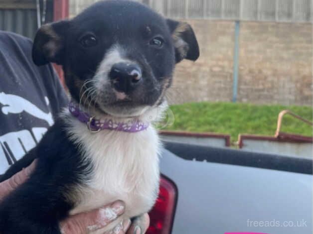 Border collie pups for sale in Denbigh/Dinbych, Denbighshire - Image 5