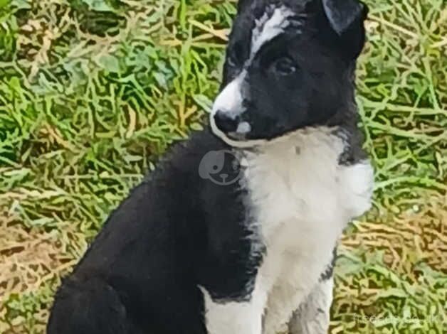 Border collie pup's for sale in Holywell, Fermanagh