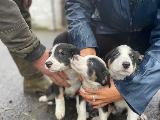 Border Collie Pups for sale in Largs, North Ayrshire