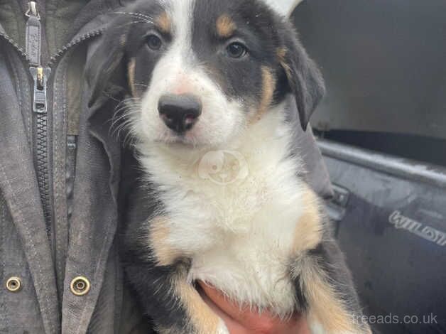 Border Collie Pups for sale in Largs, North Ayrshire - Image 2