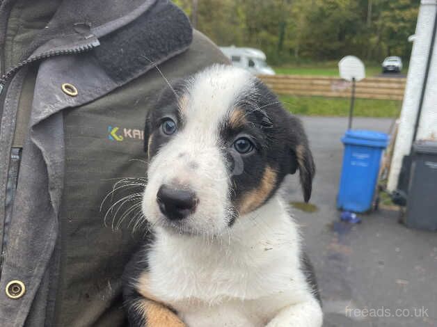 Border Collie Pups for sale in Largs, North Ayrshire - Image 3