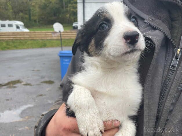 Border Collie Pups for sale in Largs, North Ayrshire - Image 4