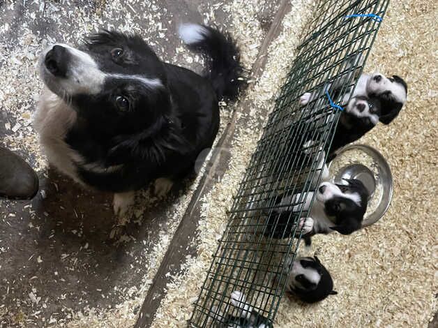 Border Collie Pups for sale in Largs, North Ayrshire - Image 5