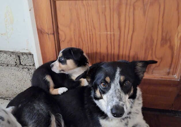 Border collie pups for sale in Llantwit Major/Llanilltud Fawr, The Vale of Glamor